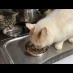 2026.02.22〜2026.02.23 朝(YouTube)