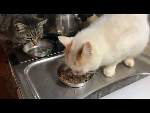 2026.02.22〜2026.02.23 朝(YouTube)