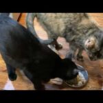 猫ら退屈 大雨 とーさん戻れるかな(YouTube)