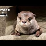 見た目はカワウソ、中身はおっさん、その名はコタロー　Kotaro the Otter with a Truly Unique Personality(YouTube)