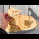 神社で日向ぼっこをしていた黒猫と茶トラ猫の仲良しコンビをモフる(YouTube)