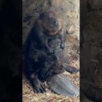 ラジオ体操しましょう🤸(YouTube)