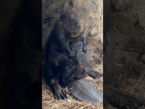 ラジオ体操しましょう🤸(YouTube)