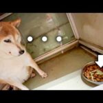 いつものご飯の中に入った変わったエサを見て困惑する柴犬【白菜・大根】(YouTube)