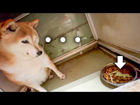 いつものご飯の中に入った変わったエサを見て困惑する柴犬【白菜・大根】(YouTube)