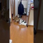 なんでぇ〜(YouTube)