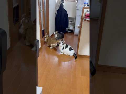 なんでぇ〜(YouTube)