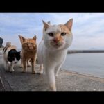 人を見るととりあえず寄ってくる島の猫たち(YouTube)