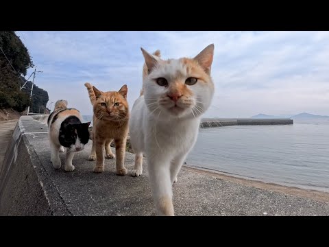 人を見るととりあえず寄ってくる島の猫たち(YouTube)