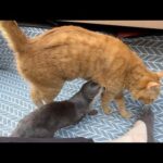 暖かい日だったのでカワウソ猫と庭でピクニック！ It was a warm day, so we had a picnic in the garden with the otter cat!(YouTube)