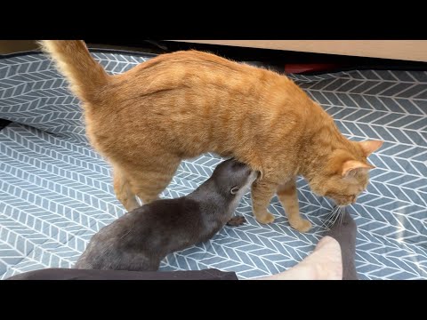 暖かい日だったのでカワウソ猫と庭でピクニック！ It was a warm day, so we had a picnic in the garden with the otter cat!(YouTube)