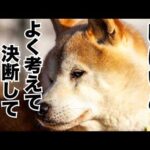 【悪魔の囁き】柴犬って飼いやすいって聞きましたよ‼️(YouTube)
