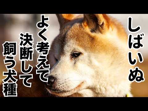 【悪魔の囁き】柴犬って飼いやすいって聞きましたよ‼️(YouTube)