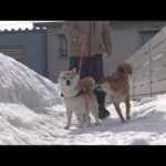 実家の柴犬がお泊まりに来たら…ちょっとした波乱の幕開け(YouTube)