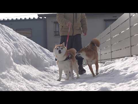 実家の柴犬がお泊まりに来たら…ちょっとした波乱の幕開け(YouTube)