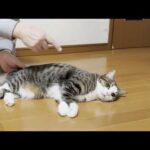 コテンって転がって身を委ねてしまう猫(YouTube)