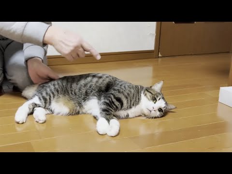 コテンって転がって身を委ねてしまう猫(YouTube)