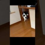 昨日のパニックを見て思い出したこと(YouTube)