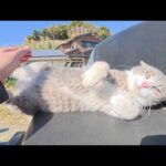 灰色猫とキジトラ猫の仲良しコンビが重機に乗ってメチャクチャくつろぐ(YouTube)