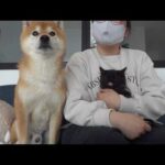 運命の出逢い‥子猫と柴犬が初顔合わせしたら優しすぎる展開に。(YouTube)