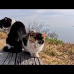 燈台の前のベンチでひと休みする猫たち…静かな時間が尊すぎた(YouTube)