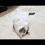 7年間でしっかりと福よかになった猫(YouTube)