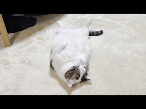 7年間でしっかりと福よかになった猫(YouTube)