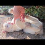 ミルクティー猫が久しぶりに噛み噛みキック攻撃を披露してくれた(YouTube)