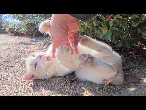 ミルクティー猫が久しぶりに噛み噛みキック攻撃を披露してくれた(YouTube)