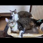 【猫旅館】猫さんたち乱れ箱で寝るのが好きみたい(YouTube)