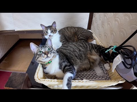 【猫旅館】猫さんたち乱れ箱で寝るのが好きみたい(YouTube)