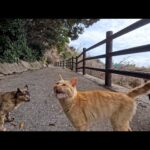 山の上の猫集会所から帰ろうとしたら…帰り道を全力で阻止する猫たちが追いかけてきた(YouTube)