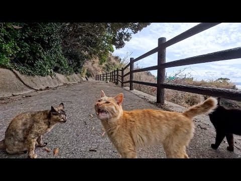山の上の猫集会所から帰ろうとしたら…帰り道を全力で阻止する猫たちが追いかけてきた(YouTube)