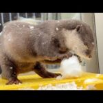 珍しい大雪に大興奮のカワウソ猫ファミリー！！ The otter cat family is thrilled by the rare heavy snowfall!!(YouTube)