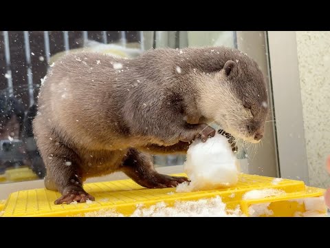 珍しい大雪に大興奮のカワウソ猫ファミリー！！ The otter cat family is thrilled by the rare heavy snowfall!!(YouTube)