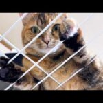 怒られると思った末っ子猫に姉猫がとった行動が…(YouTube)
