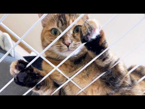 怒られると思った末っ子猫に姉猫がとった行動が…(YouTube)