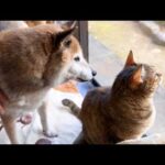 お散歩中にタヌキと遭遇したりモフモフ毛を取られたり〜な柴犬パパの1日(YouTube)