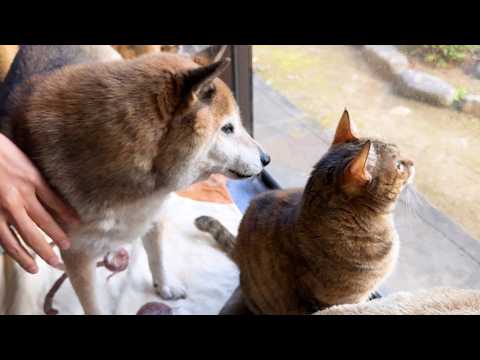 お散歩中にタヌキと遭遇したりモフモフ毛を取られたり〜な柴犬パパの1日(YouTube)