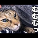 大姉ちゃん猫の文句声を聞き出るに出れなくなった麦わら猫が可愛すぎました…笑(YouTube)