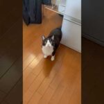 めっちゃ見てくるやん(YouTube)