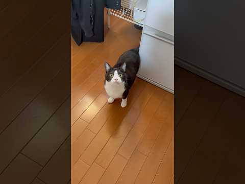 めっちゃ見てくるやん(YouTube)