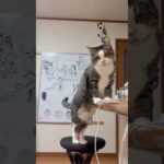 乗ったらアカンで(YouTube)