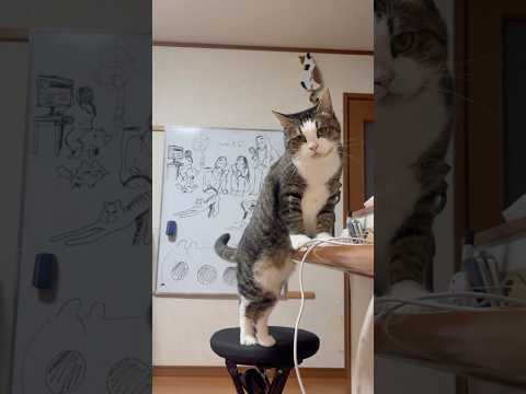 乗ったらアカンで(YouTube)