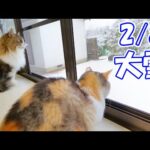 【2/28 記録的な大雪】朝起きてカーテンを開けたらお外がとんでもない事に‥ネコ吉とボス吉もビックリです☃【続きはサブチャンで🐈】(YouTube)