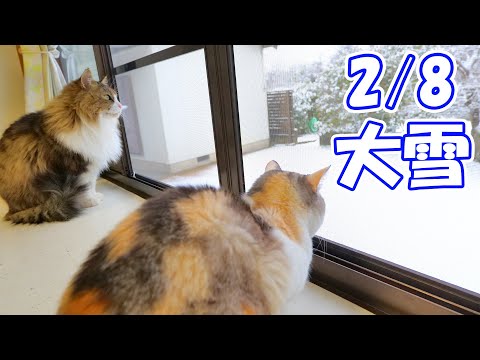 【2/28 記録的な大雪】朝起きてカーテンを開けたらお外がとんでもない事に‥ネコ吉とボス吉もビックリです☃【続きはサブチャンで🐈】(YouTube)