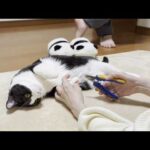 「離れたくないけど、切られるのはちょっとイヤかも」と思う猫(YouTube)