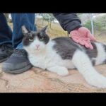 丸っこいパンダ猫が足元にピタリとくっついて甘えてきた(YouTube)