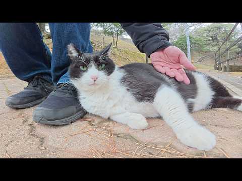 丸っこいパンダ猫が足元にピタリとくっついて甘えてきた(YouTube)