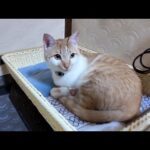 【猫旅館】部屋に戻ると猫さん浴衣の上で寝てました。そして扉を開けた隙に入ってくる三毛猫ちゃん(YouTube)